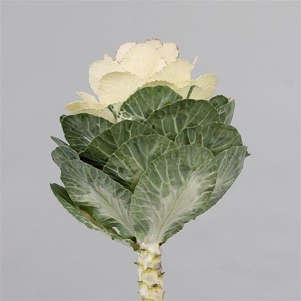 Flowering Kale Seeds Flowering Kale Empire Antonia 1,000 Seeds