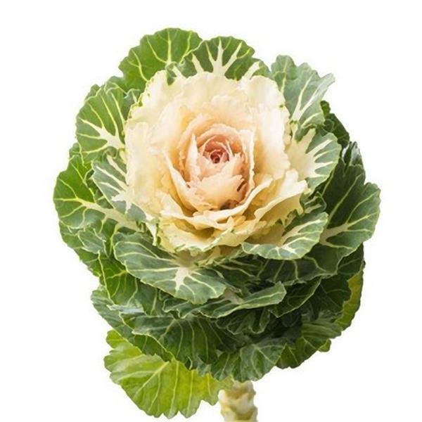 Flowering Kale Seeds Flowering Kale Empire Arina 1,000 Seeds