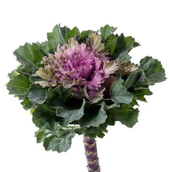 Flowering Kale Seeds Flowering Kale Empire Katinka 1,000 Seeds