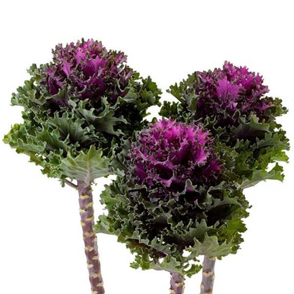 Flowering Kale Seeds Flowering Kale Empire Katya 1,000 Seeds