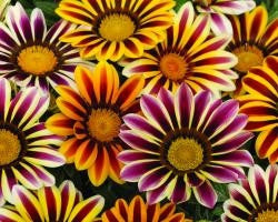 1,000 Gazania Seeds Kiss™ Frosty Flame Mix Flower Seeds