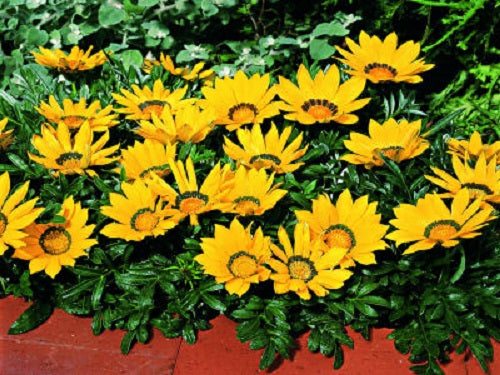 1,000 Gazania Seeds Kiss™ Yellow Flower Seeds