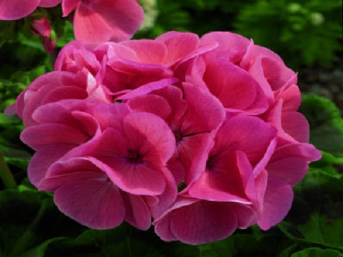 Maverick Geranium Seeds Geranium Maverick Salmon