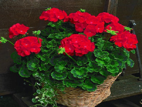 Bulk seeds, seeds, geraniums, flower seeds, flowers, Maverick Geranium, Geranium Maverick,