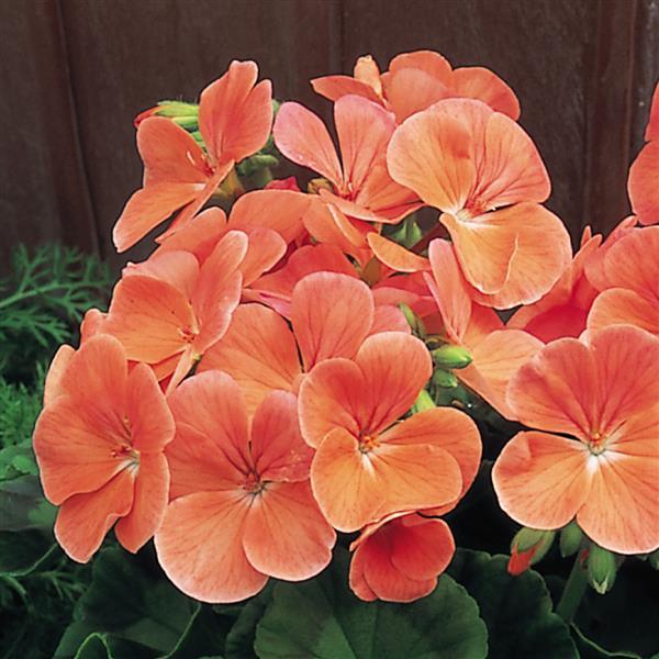 Geranium Seeds Multibloom Salmon Flower Seeds