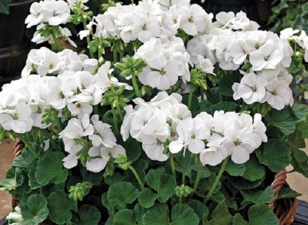 Geranium Seeds Multibloom White Flower Seeds