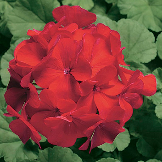 Geranium Seeds Geranium Ringo 2000 Cardinal