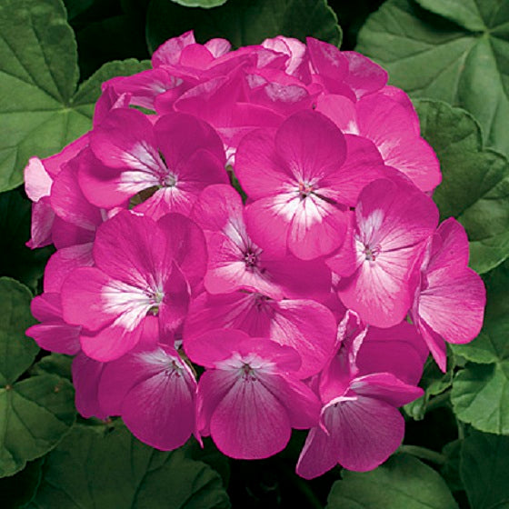 Geranium Seeds Geranium Ringo 2000 Deep Rose