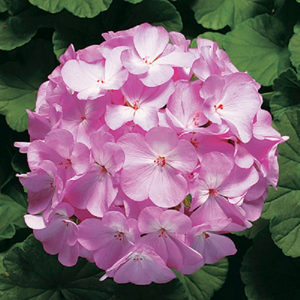 Geranium Seeds Geranium Ringo 2000 Lavender