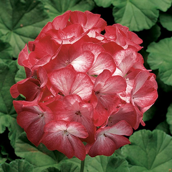 Geranium Seeds Geranium Ringo 2000 Scarlet Star