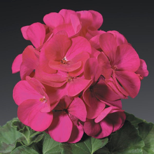 Geranium Seeds Geranium Ringo 2000 Violet