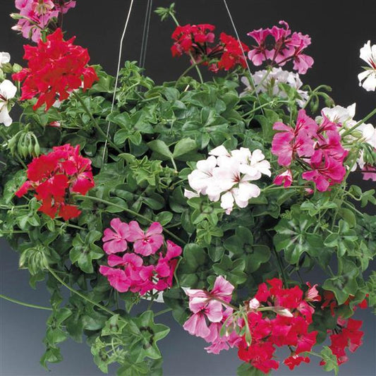 Geranium Seeds Ivy Geranium Tornado Mix