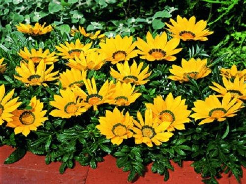 1,000 Gazania Seeds Kiss™ Yellow Flame Flower Seeds