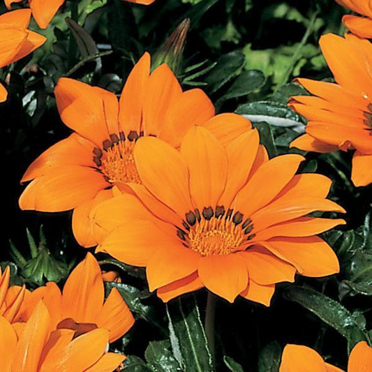 1,000 Gazania Seeds Kiss™ Orange Flower Seeds