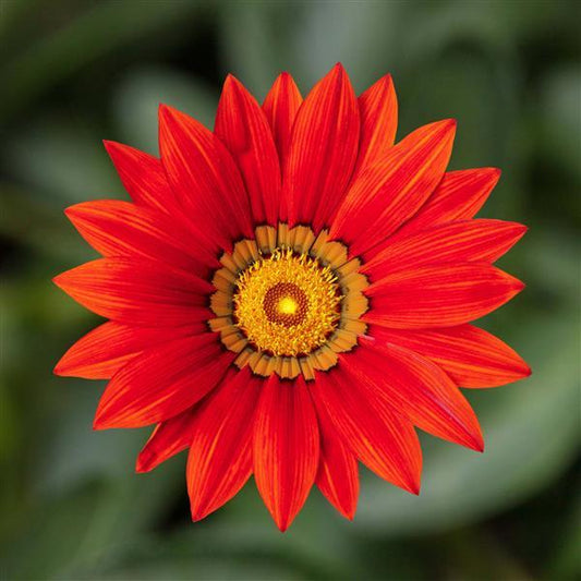 1,000 Gazania Seeds Kiss™ Red Flower Seeds