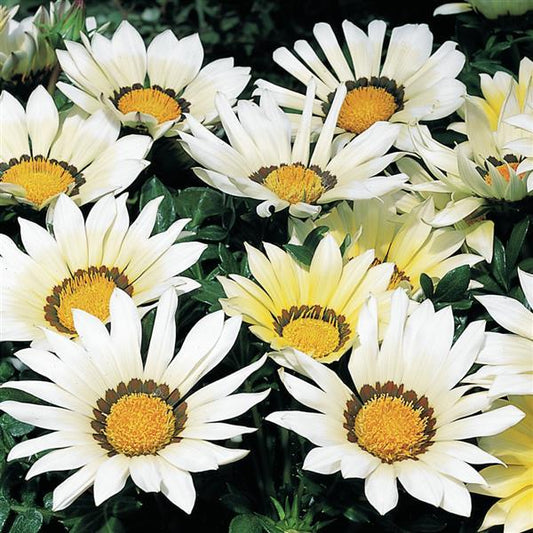 1,000 Gazania Seeds Kiss™ White Flower Seeds