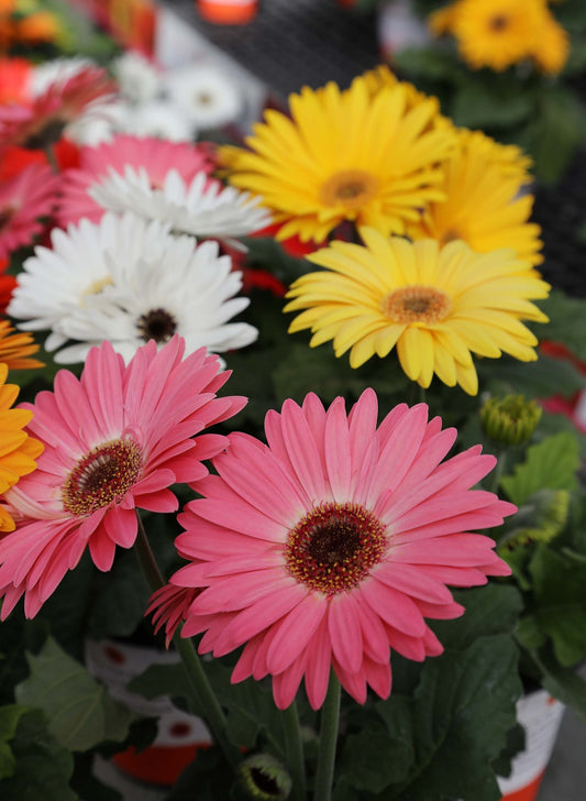 Bulk Gerbera Daisy Seeds Gerbera Majorette Mix