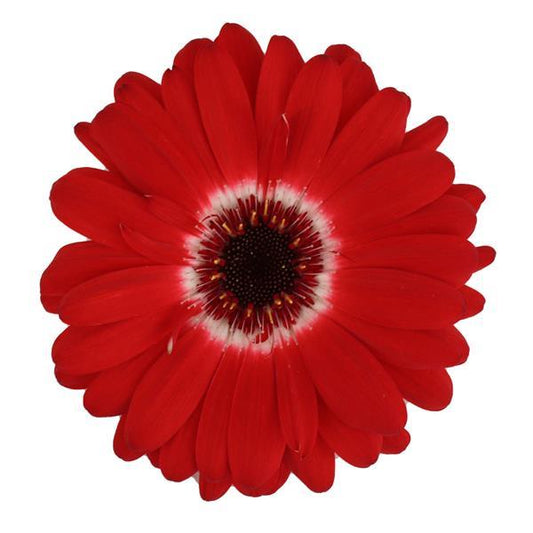 Bulk Gerbera Daisy Seeds Gerbera Majorette Red Bicolor Dark Eye