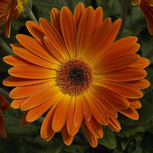 Bulk Gerbera Daisy Seeds Gerbera Majorette Sunset Orange Light Eye