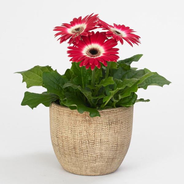 Gerbera Seeds Gerbera Revolution ™ Rose White Bicolor