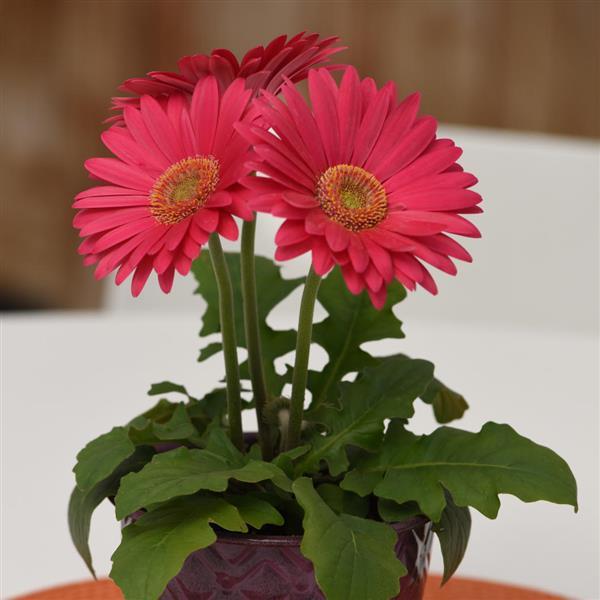 Gerbera Seeds Gerbera Revolution ™ Deep Pink Light Eye