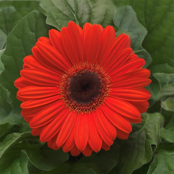 Gerbera Seeds Gerbera Revolution ™ Orange Dark Eye