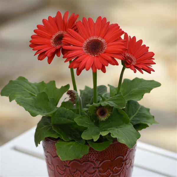 Gerbera Seeds Gerbera Revolution ™ Red Dark Eye