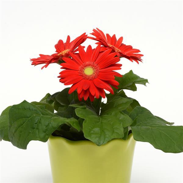 Gerbera Seeds Gerbera Revolution ™ Red Light Eye