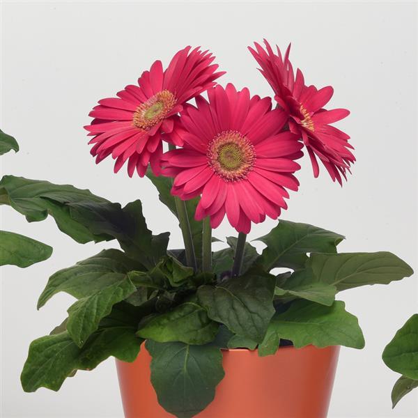 Gerbera Seeds Gerbera Revolution ™ Bright Rose Light Eye