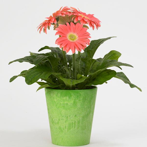 Gerbera Seeds Gerbera Revolution ™ Salmon Shades Light Eye