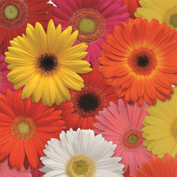 Gerbera Seeds Gerbera Revolution ™ Select Mix