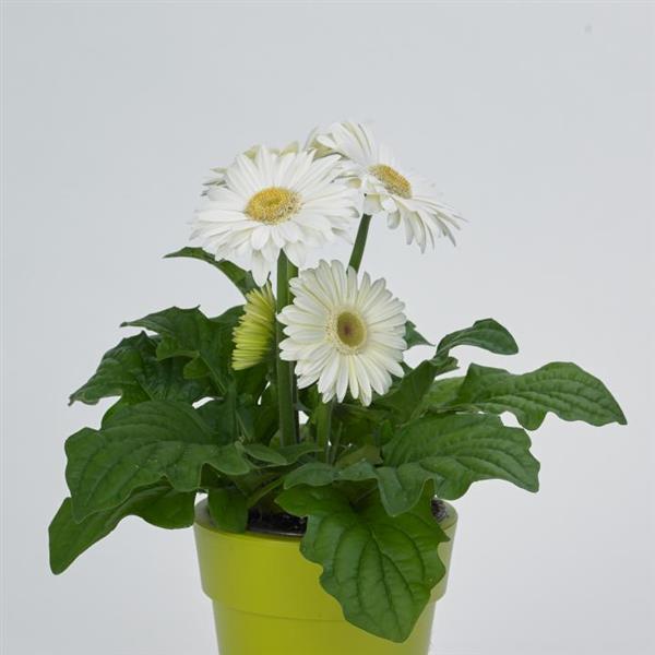 Gerbera Seeds Gerbera Revolution ™ White Light Eye