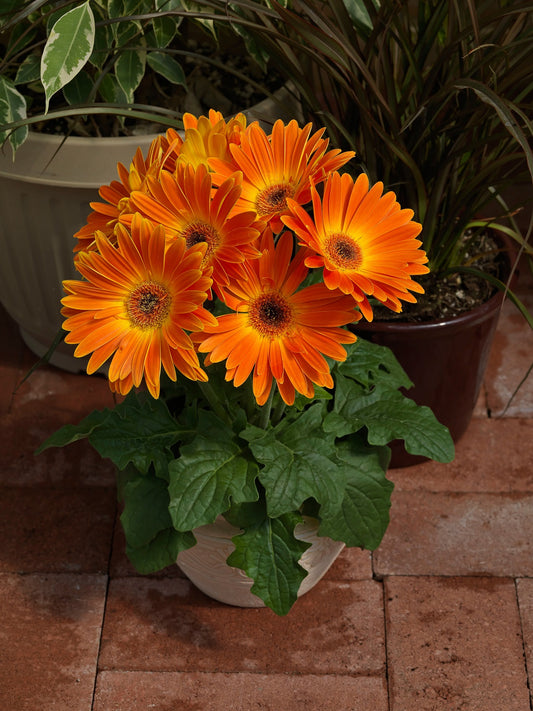 Bulk Gerbera Daisy Seeds Gerbera Majorette Blazing Eye