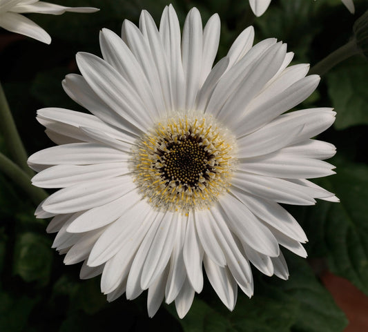 Bulk Gerbera Daisy Seeds Gerbera Majorette Bright White Dark Eye