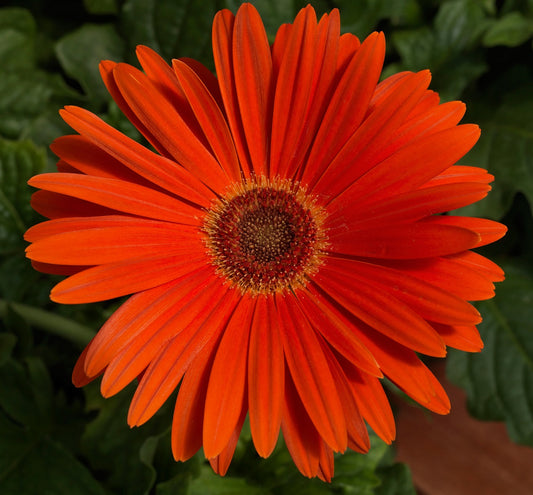 Bulk Gerbera Daisy Seeds Gerbera Majorette Orange Dark Eye