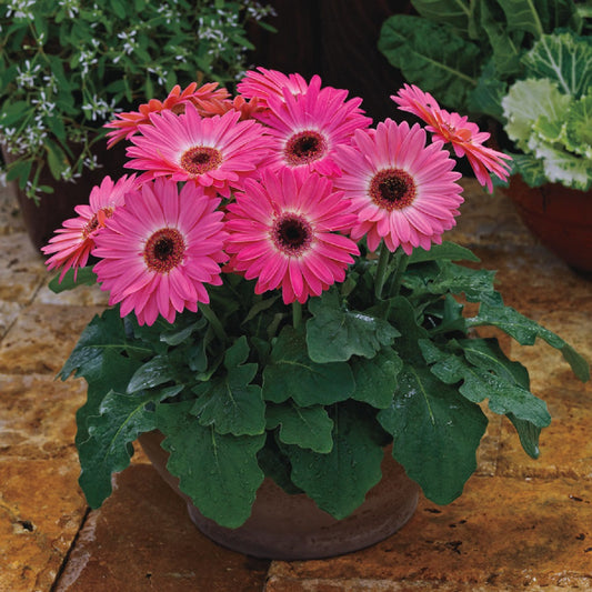 Bulk Gerbera Daisy Seeds Gerbera Majorette Pink Halo