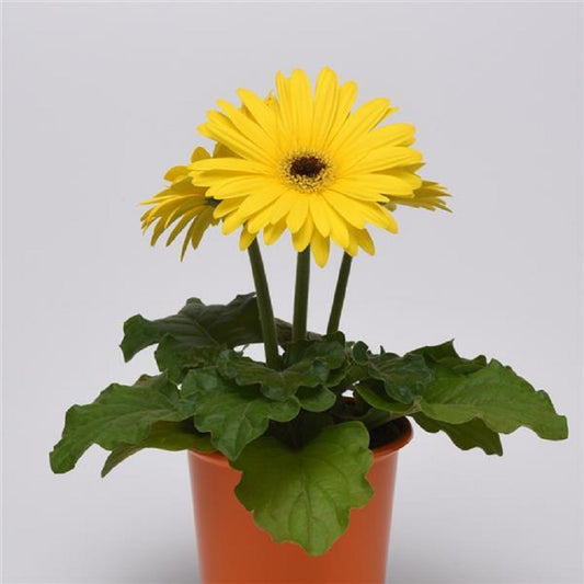 Bulk Gerbera Daisy Seeds Gerbera Majorette Yellow Dark Eye