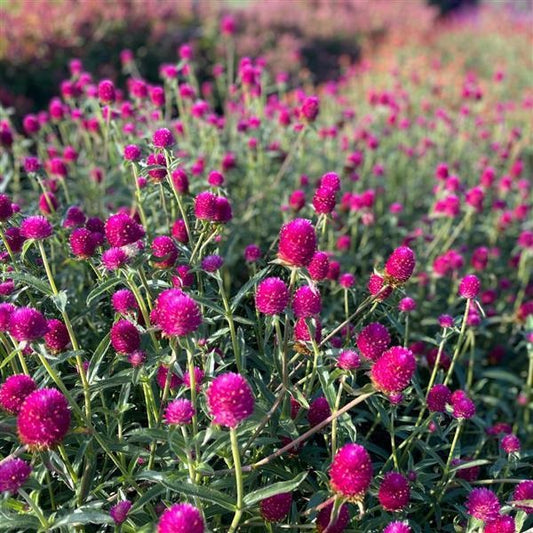 1,000 Gomphrena Seeds Qis Carmine Cut Flower