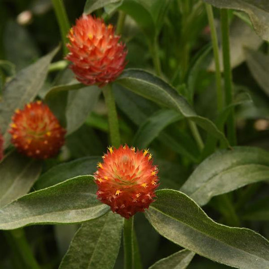 1,000 Gomphrena Seeds Qis Orange Cut Flower