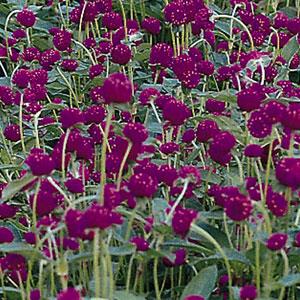 1,000 Gomphrena Seeds Qis Purple Cut Flower