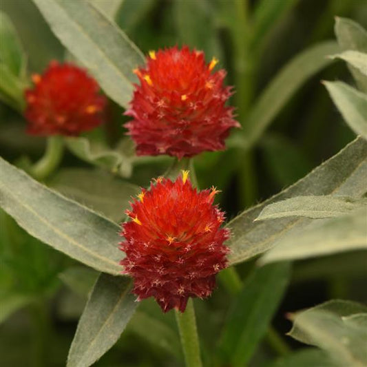 1,000 Gomphrena Seeds Qis Red Cut Flower