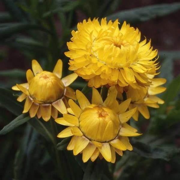 1,000 Helichrysum Seeds Monstrosum Lemon Yellow Cut Flower