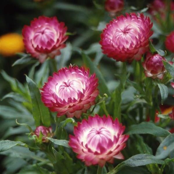 1,000 Helichrysum Seeds Monstrosum Rose Cut Flower