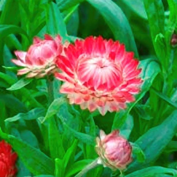 1,000 Helichrysum Seeds Monstrosum Salmon Cut Flower