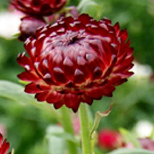 1,000 Helichrysum Seeds Monstrosum Scarlet Cut Flower