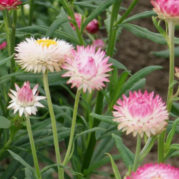 1,000 Helichrysum Seeds Monstrosum Silvery Rose Cut Flower