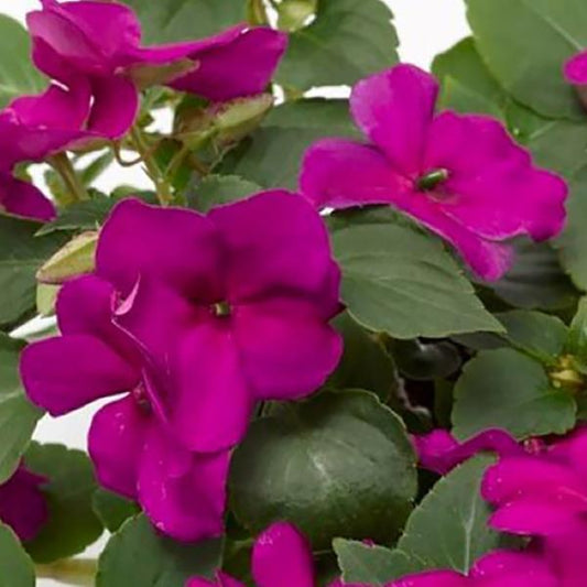 Impatiens Imara XDR Purple 1,000 Bulk Flower Seeds