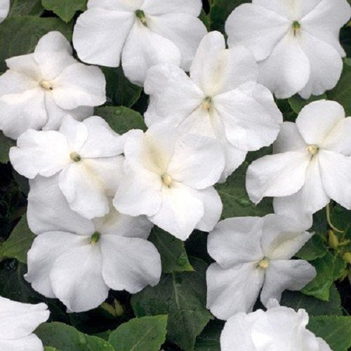 Impatiens Xtreme White 1,000 Bulk Flower Seeds