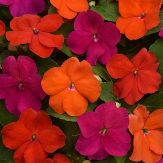 Impatiens Seeds Beacon® Sanibel Mix 1,000 Bulk Flower Seeds