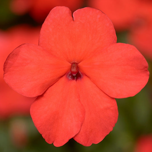 Impatiens Imara XDR Orange 1,000 Bulk Flower Seeds